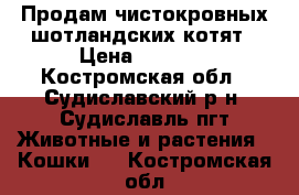 Продам чистокровных шотландских котят › Цена ­ 1 500 - Костромская обл., Судиславский р-н, Судиславль пгт Животные и растения » Кошки   . Костромская обл.